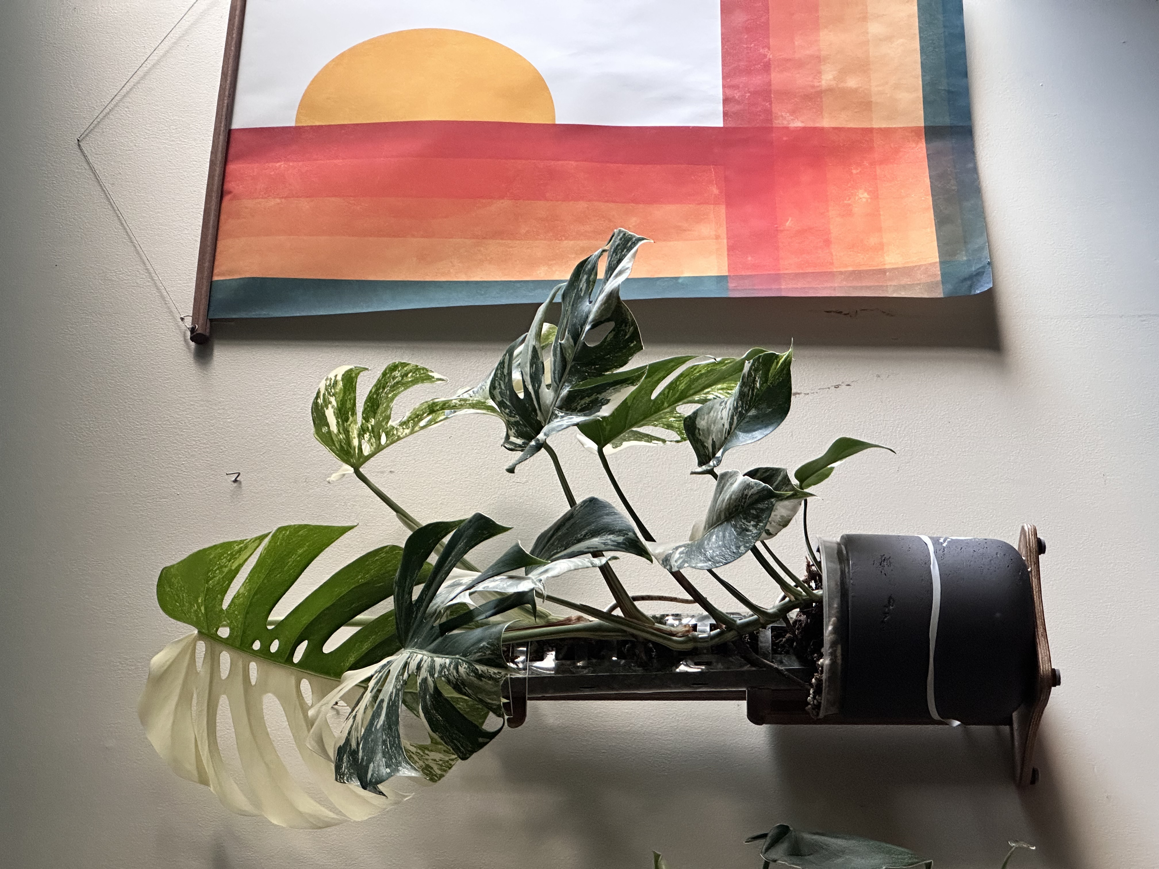 Monstera Albo