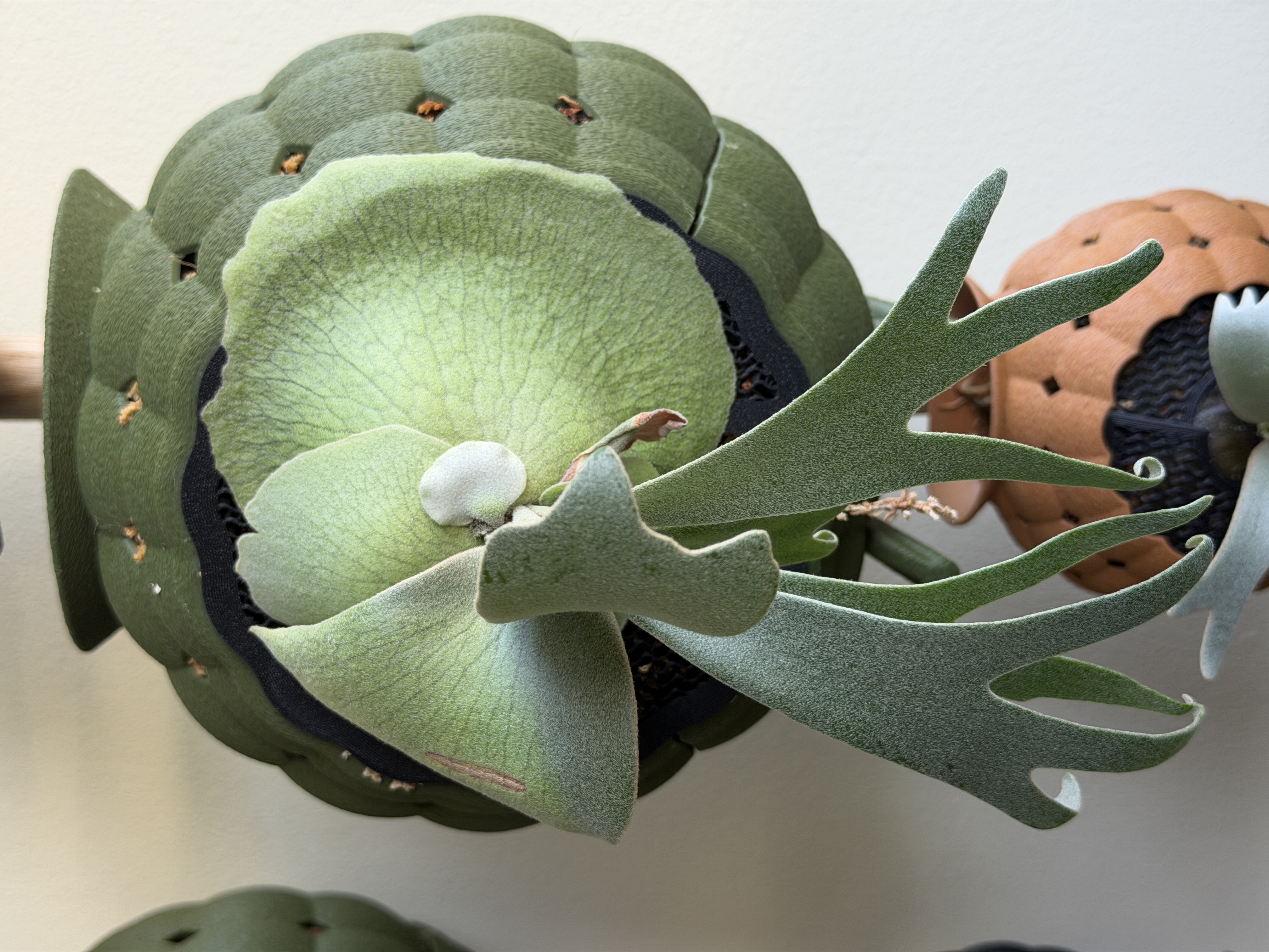 Platycerium moonlight