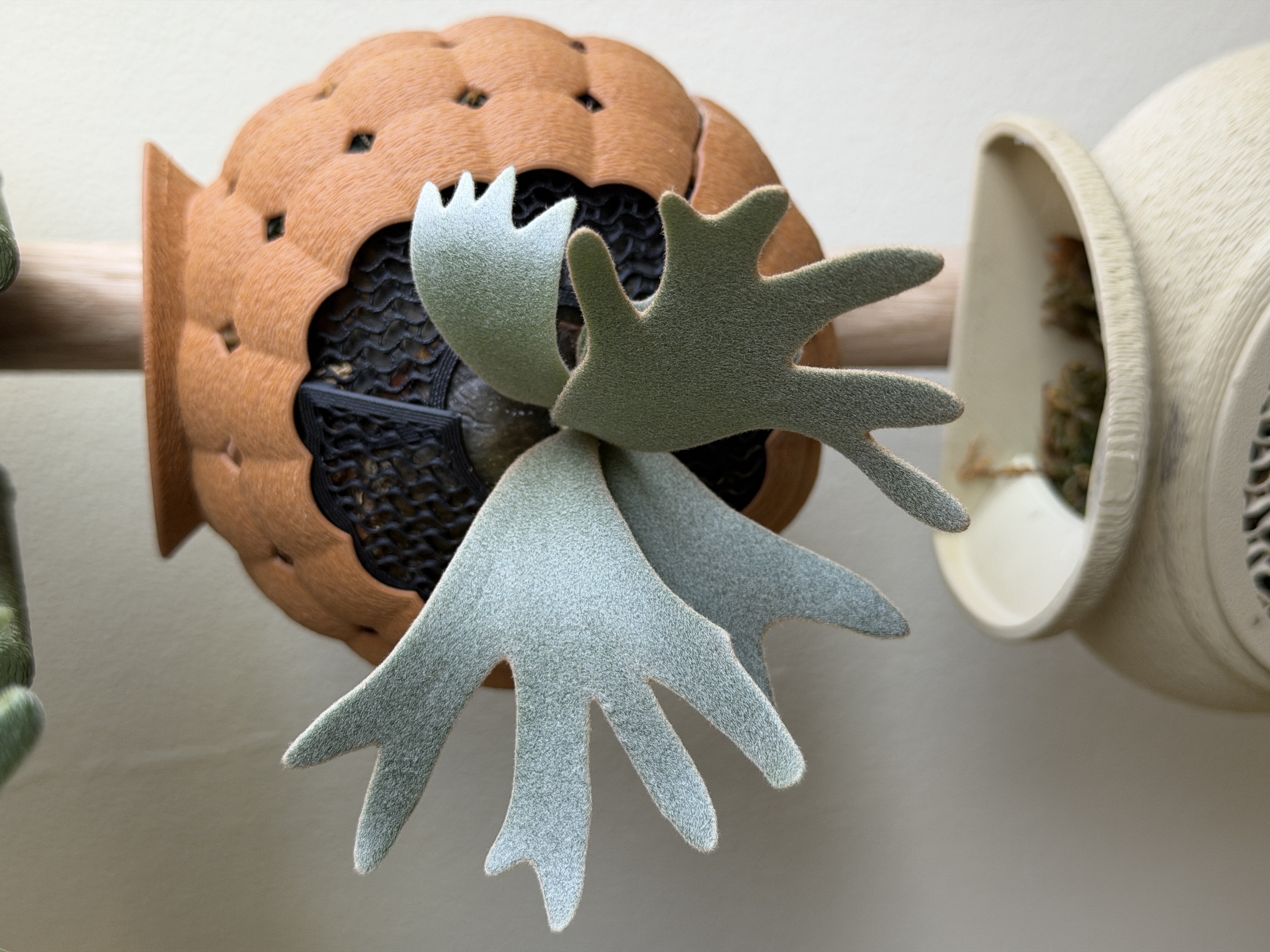 Unidentified Staghorn