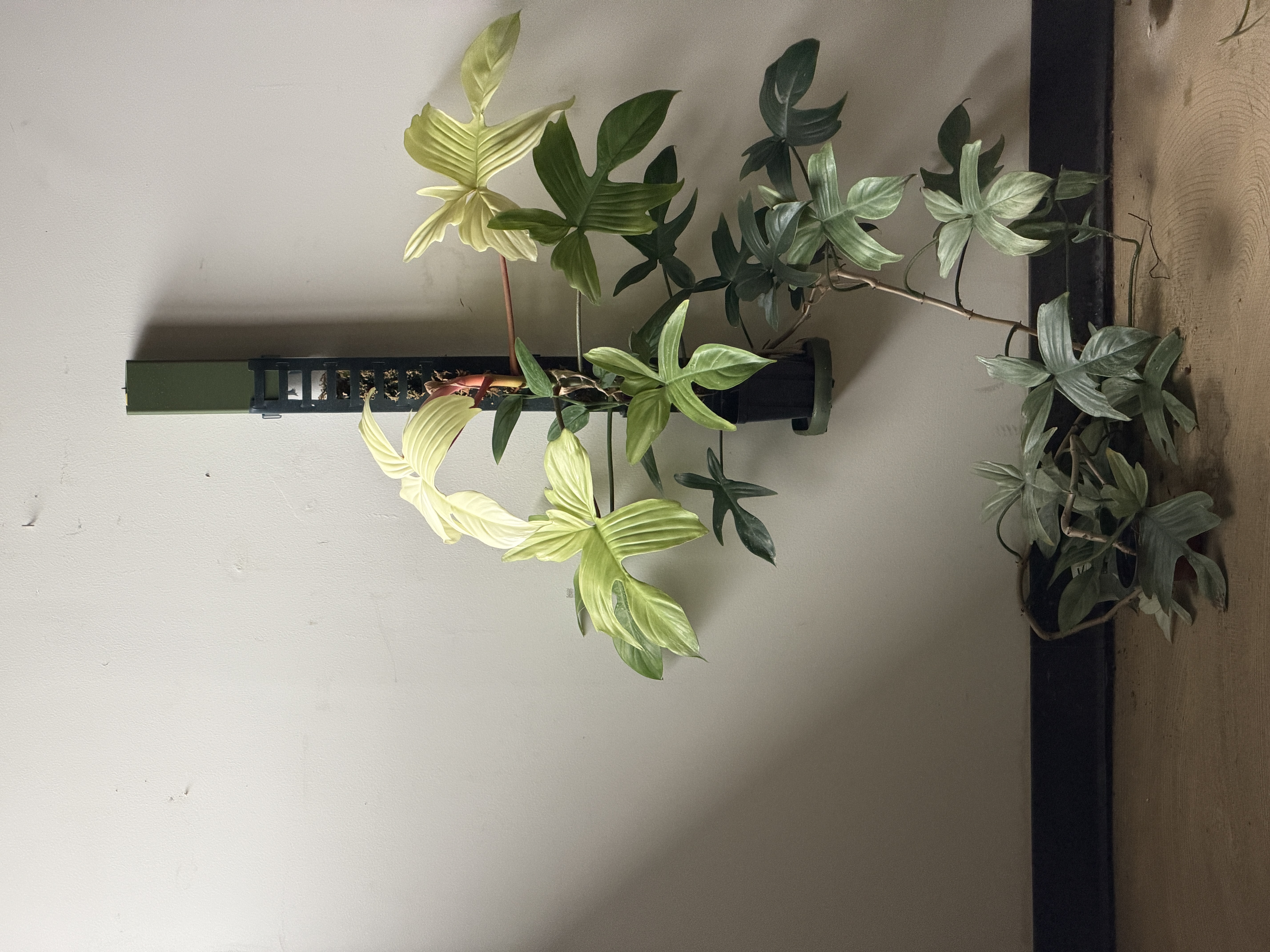 Philodendron 'Florida Ghost'