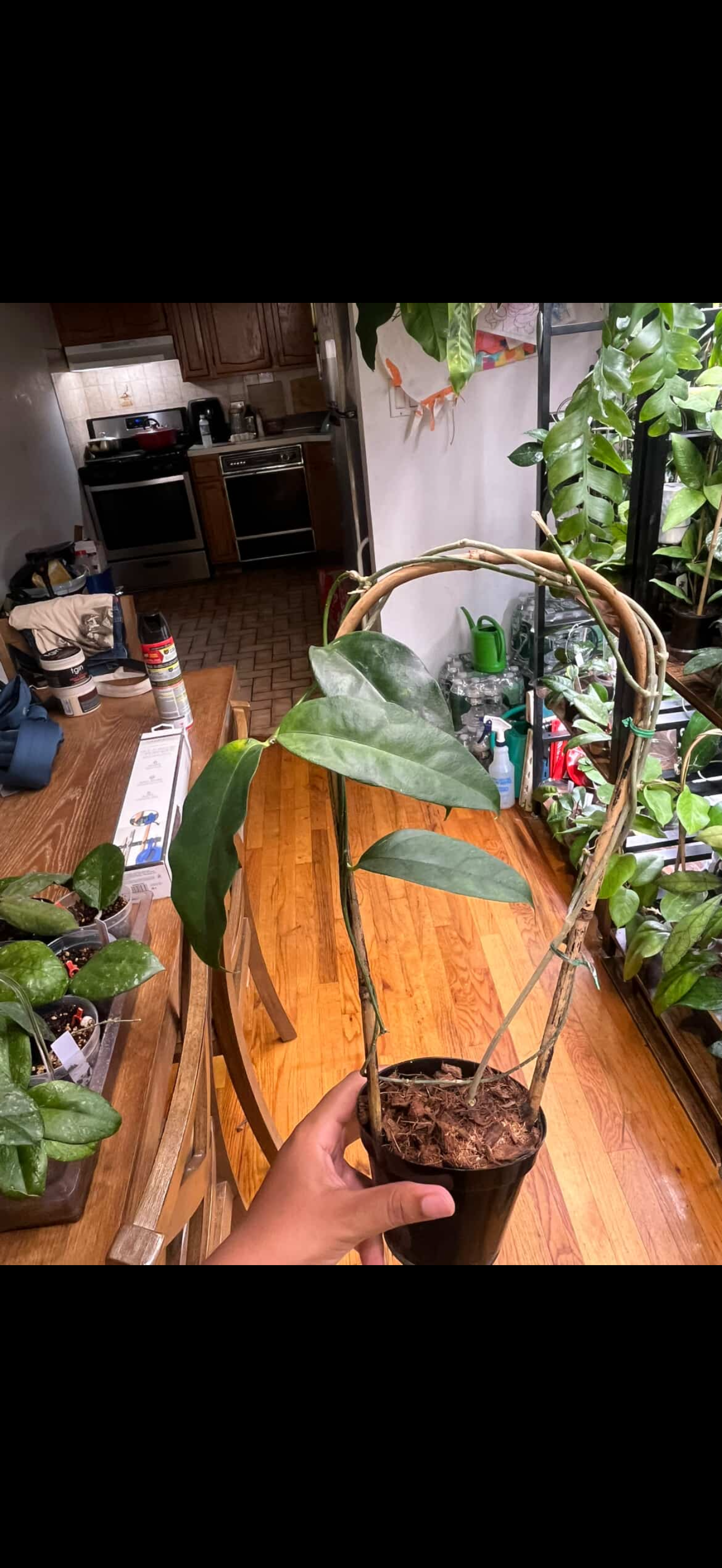 Hoya Campanulata