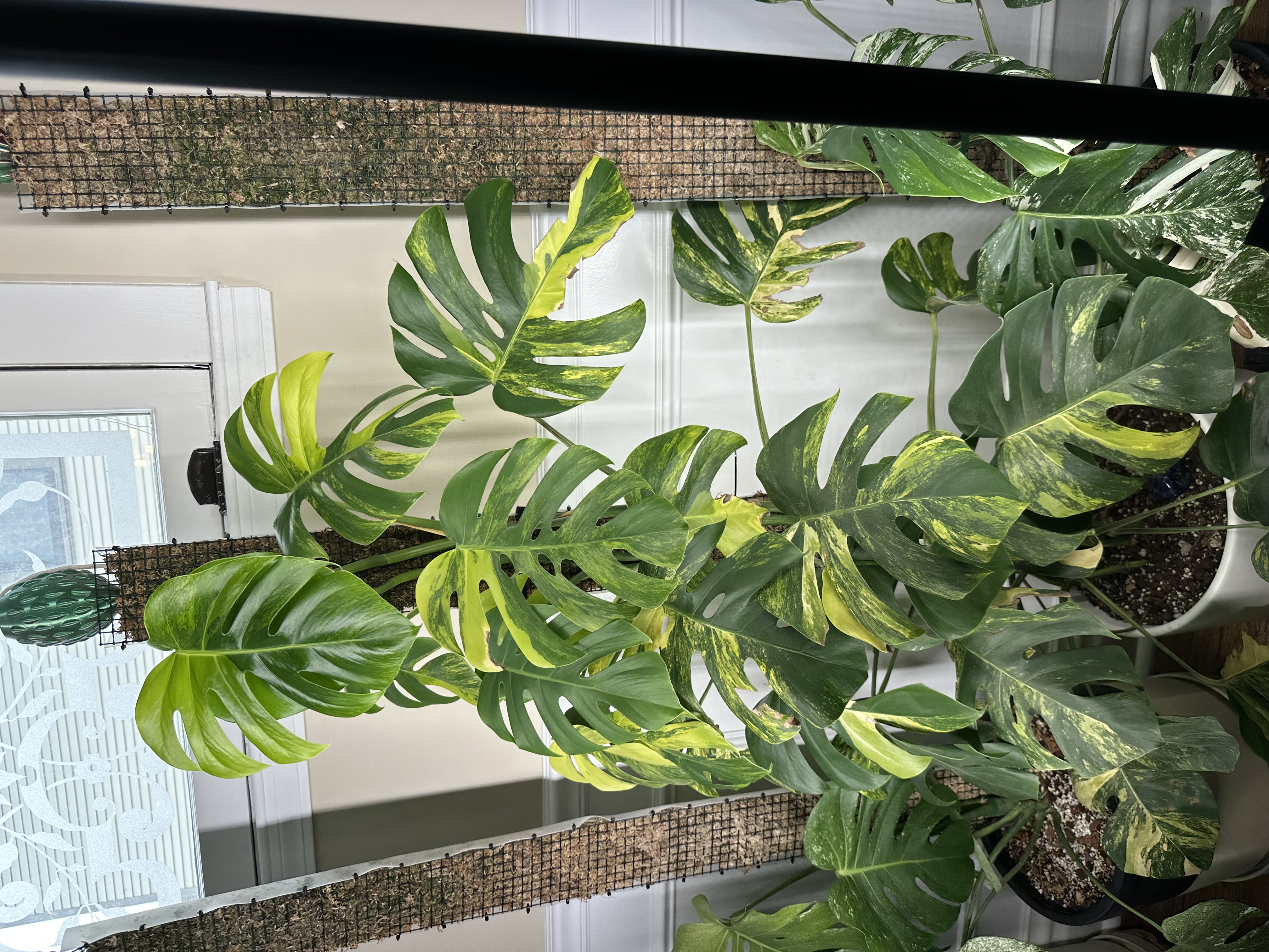 Monstera Deliciosa