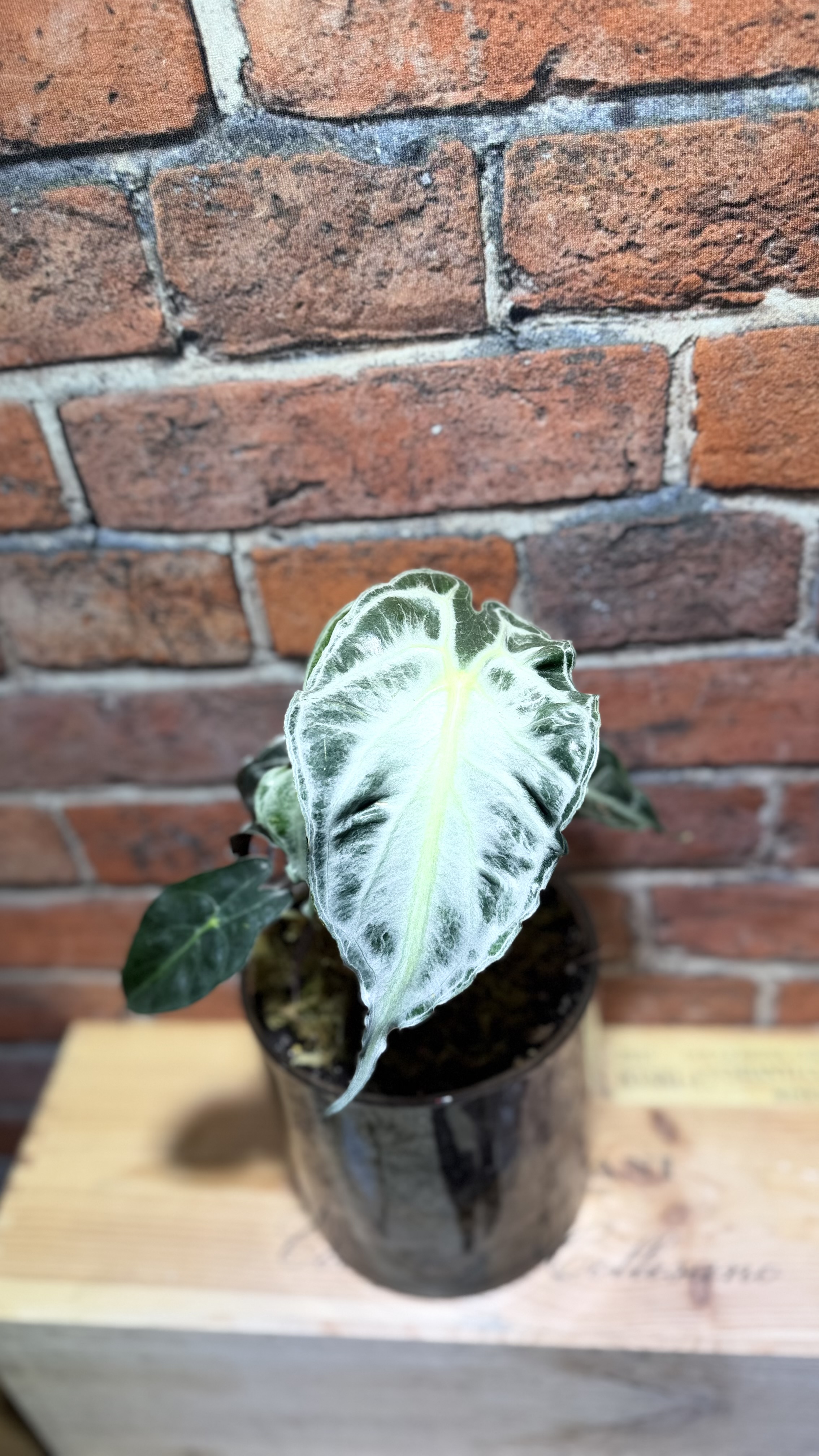 Venom Alocasia