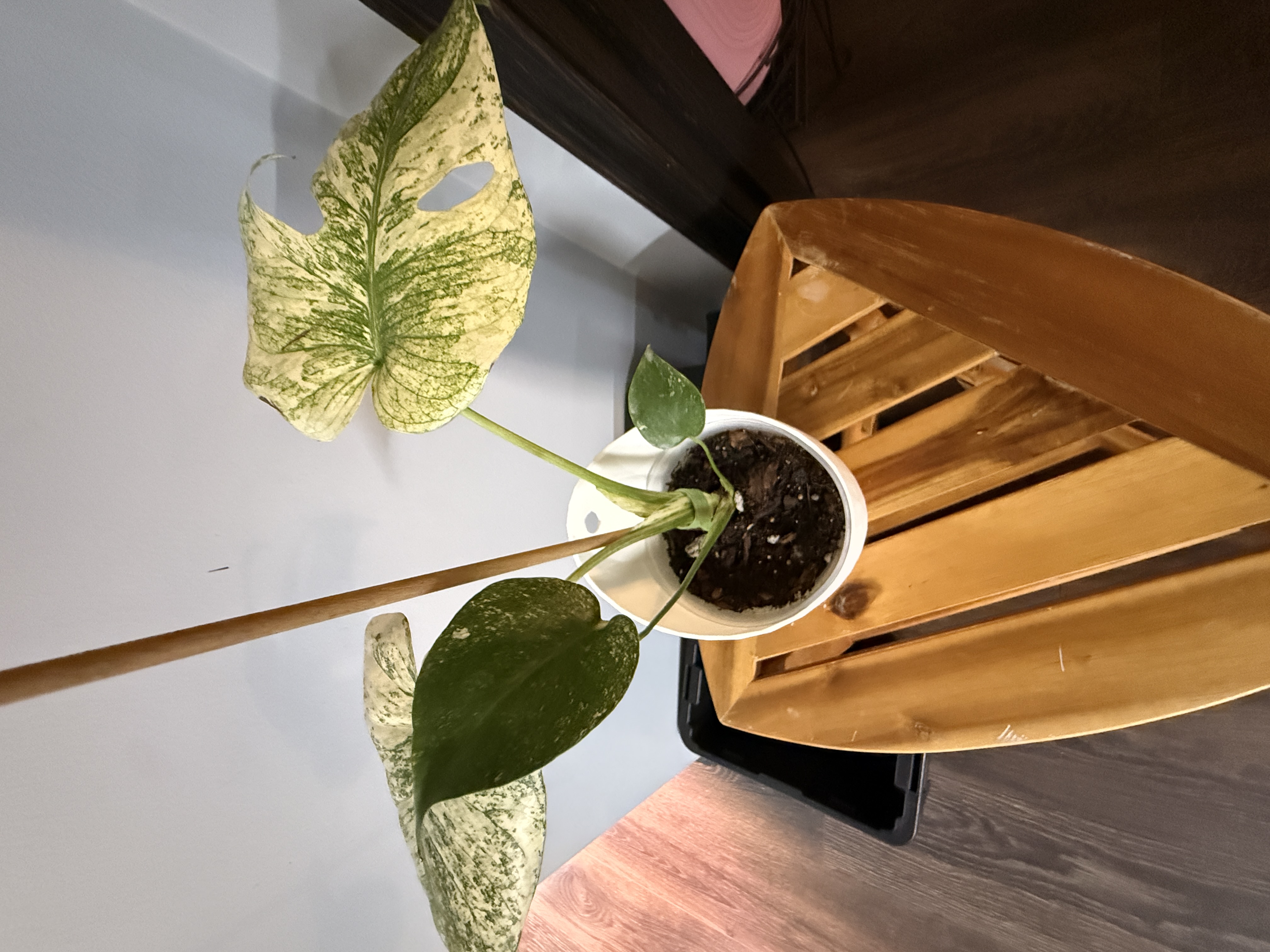 Monstera white monster