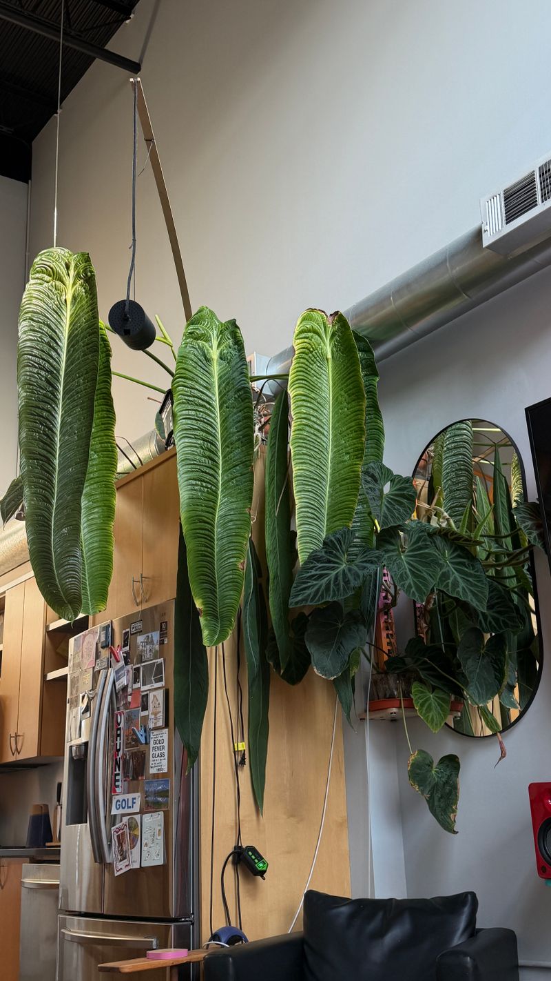 Anthurium Veitchii