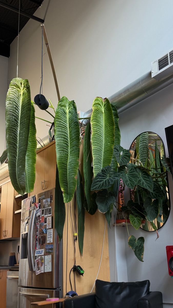 Plant evolution photo