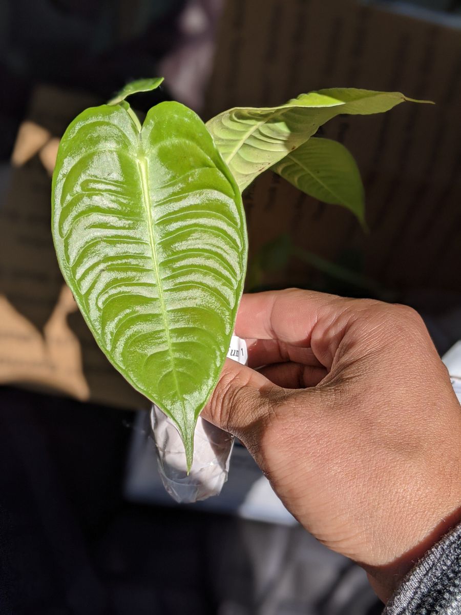Plant evolution photo