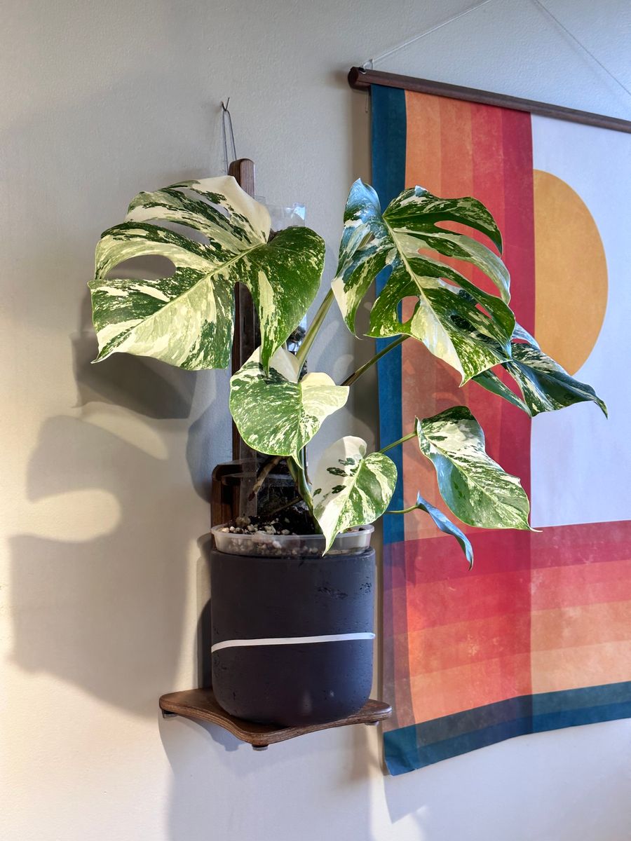 Plant evolution photo