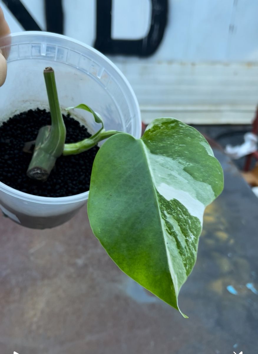 Plant evolution photo