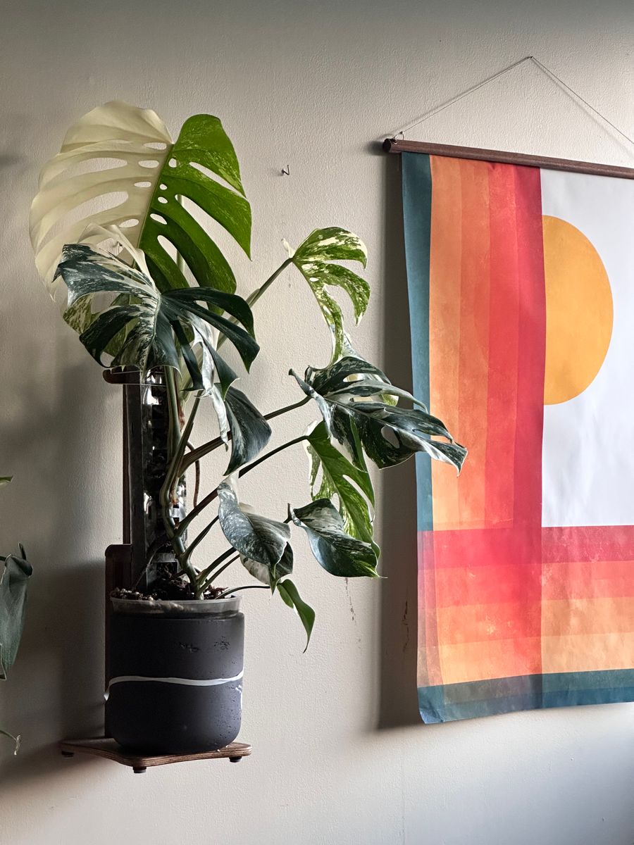 Plant evolution photo