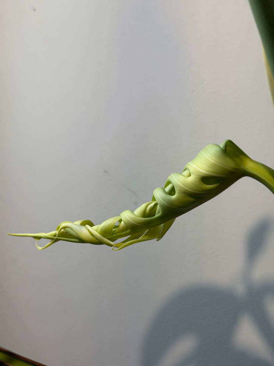 Plant evolution photo