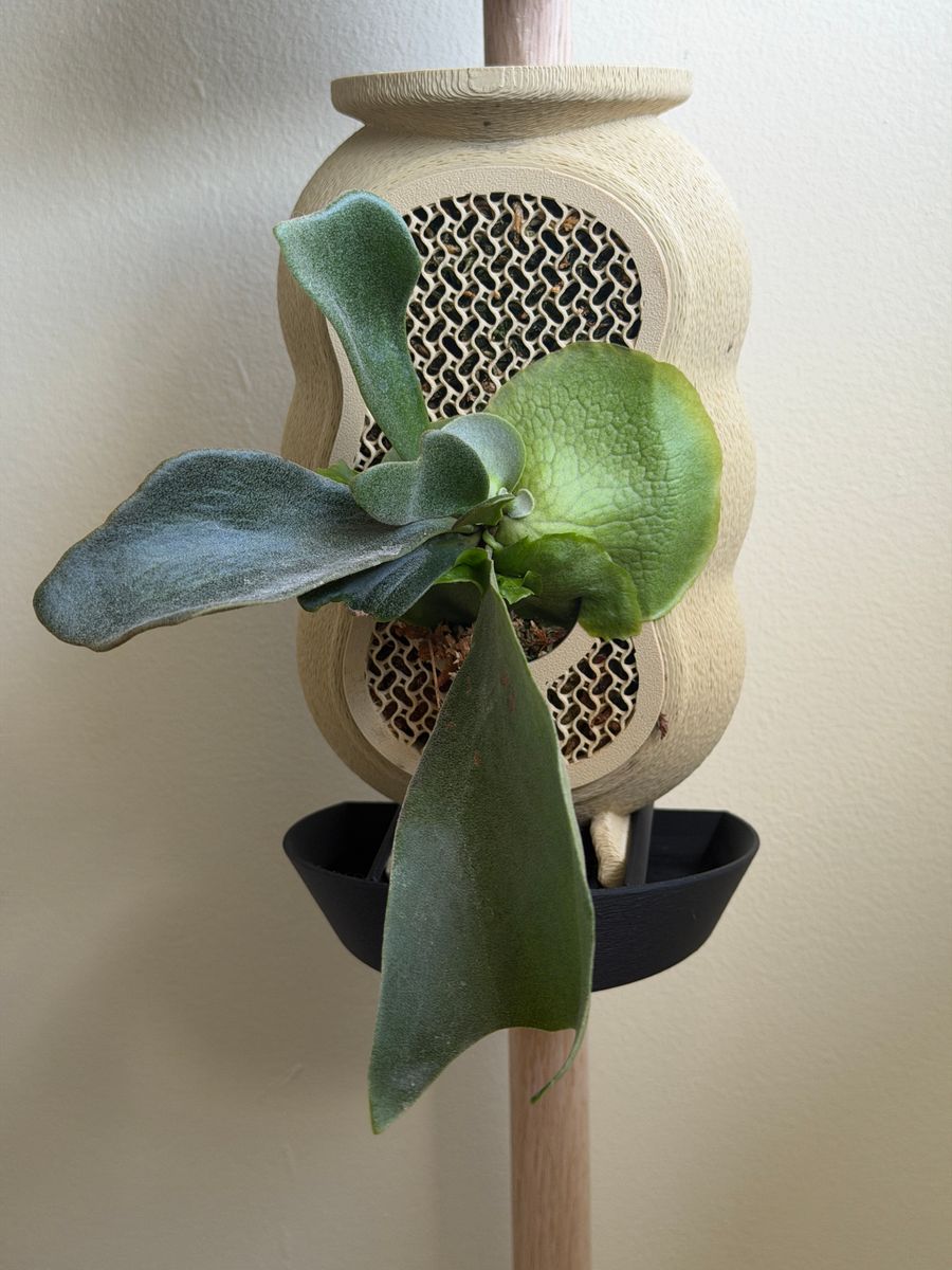 Plant evolution photo