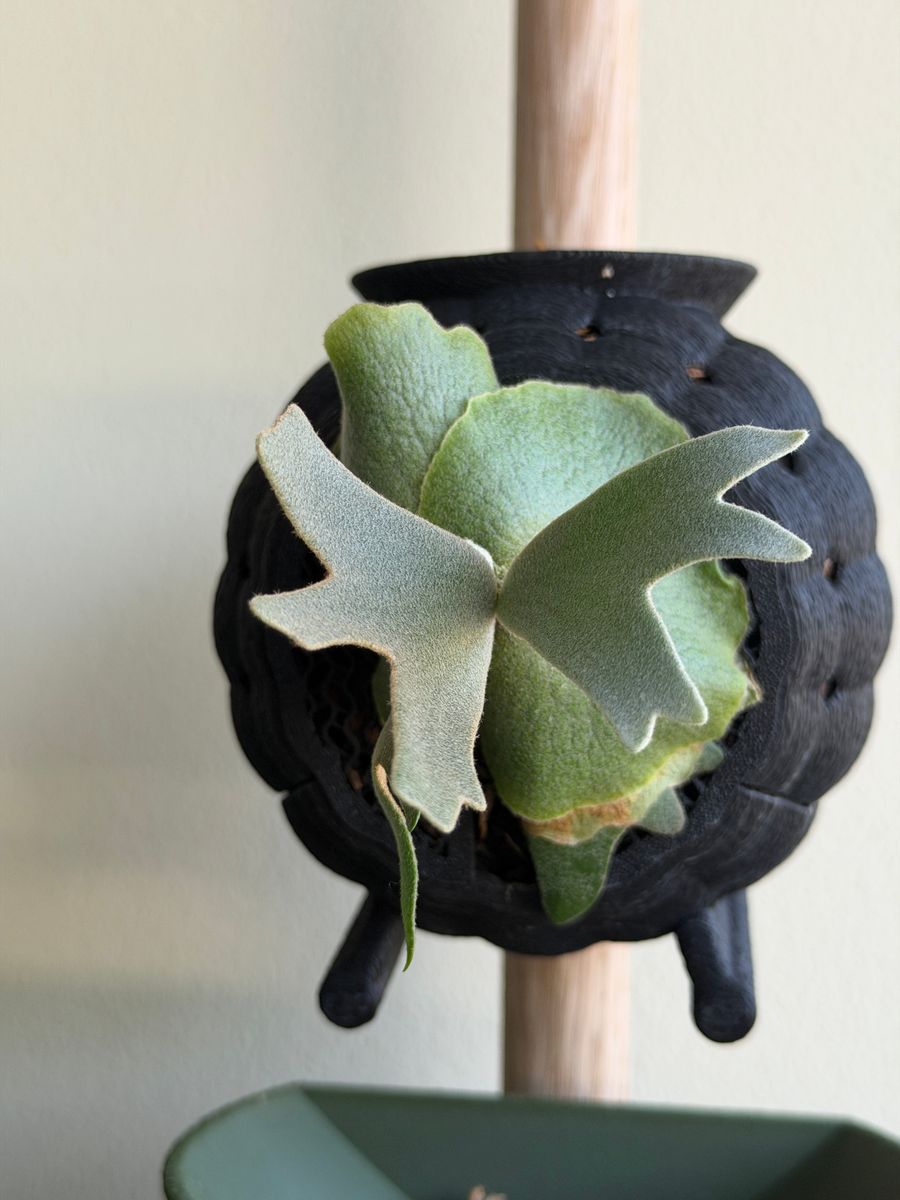 Plant evolution photo