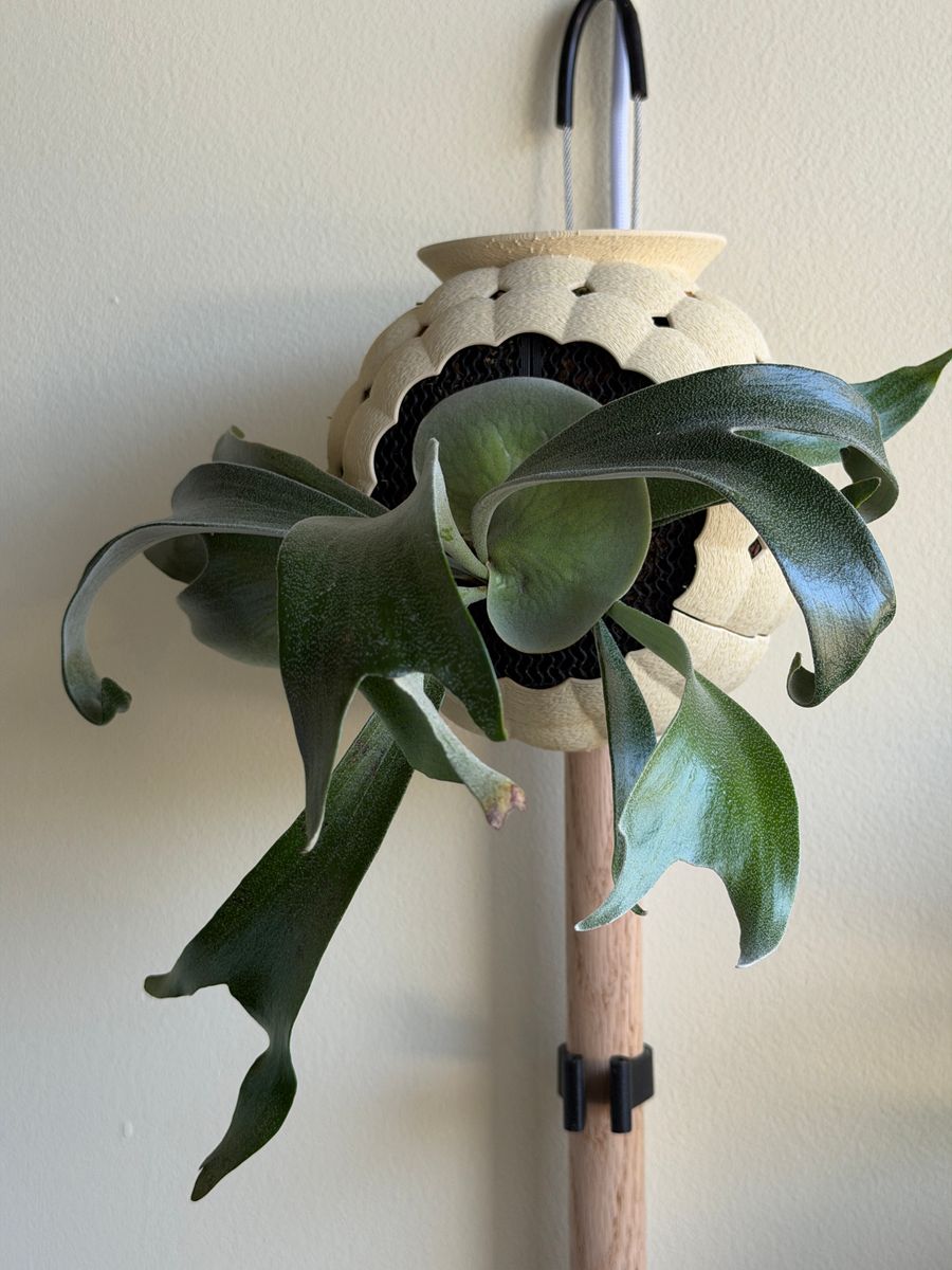 Plant evolution photo