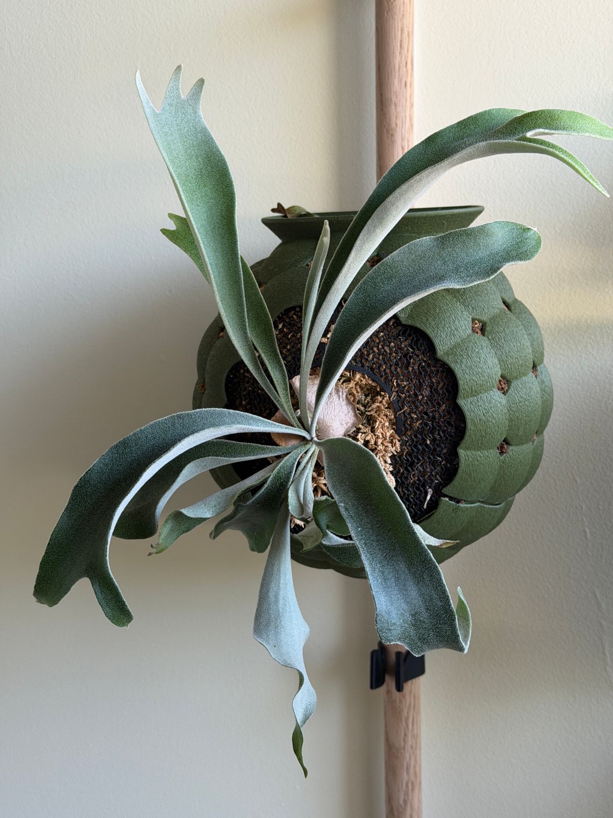 Plant evolution photo