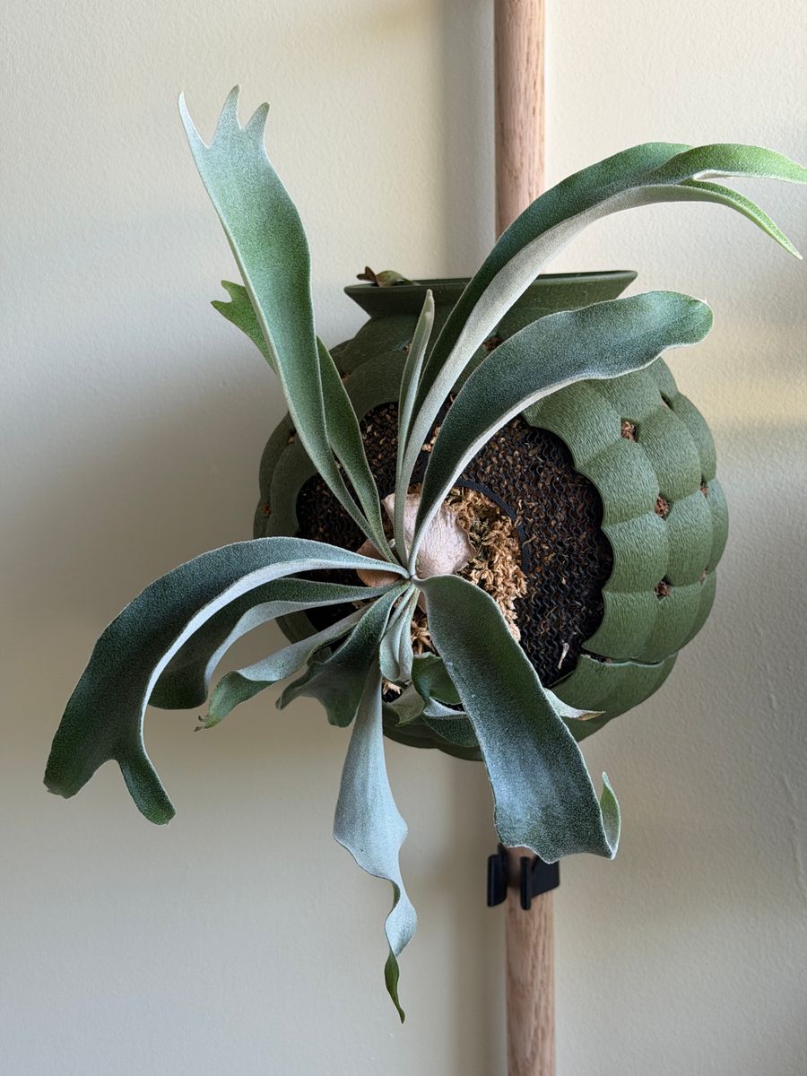 Plant evolution photo