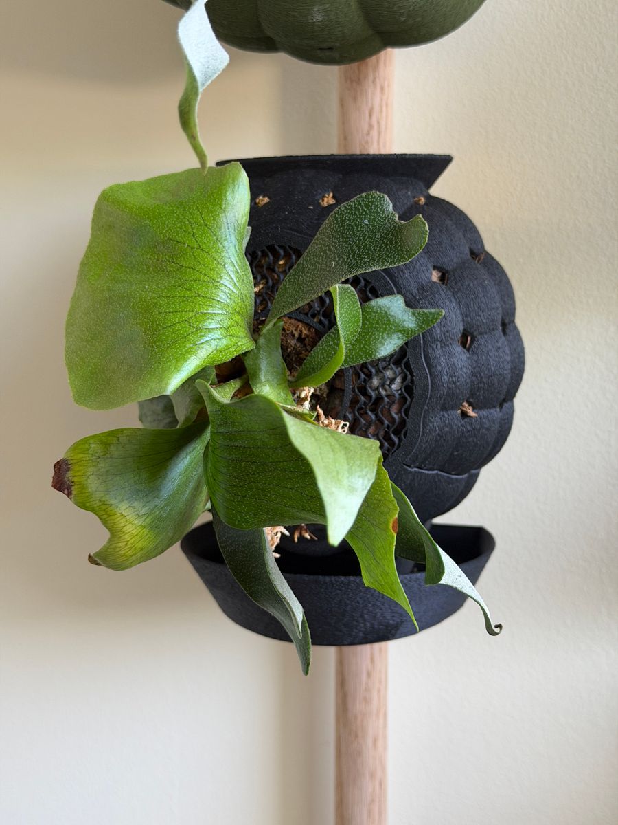 Plant evolution photo