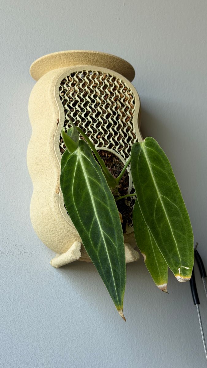 Plant evolution photo