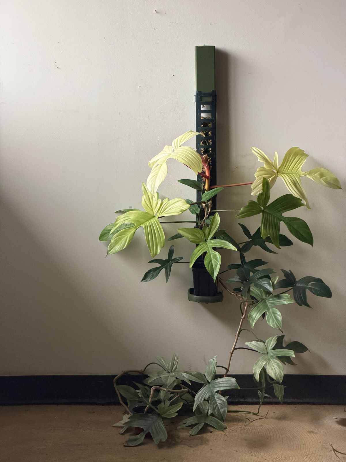 Plant evolution photo