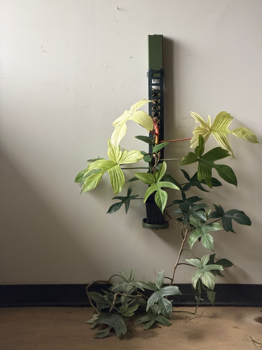 Plant evolution photo