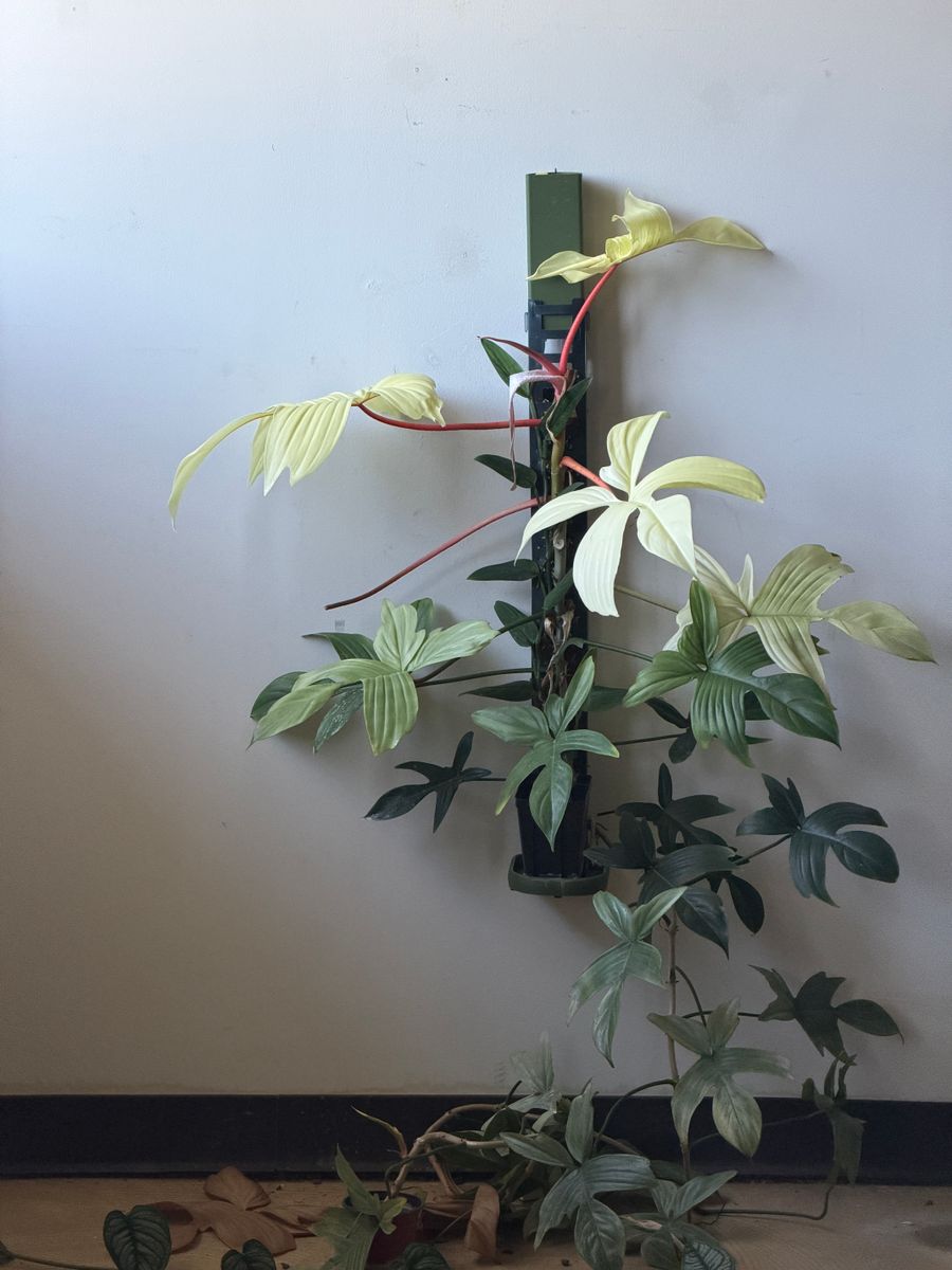 Plant evolution photo