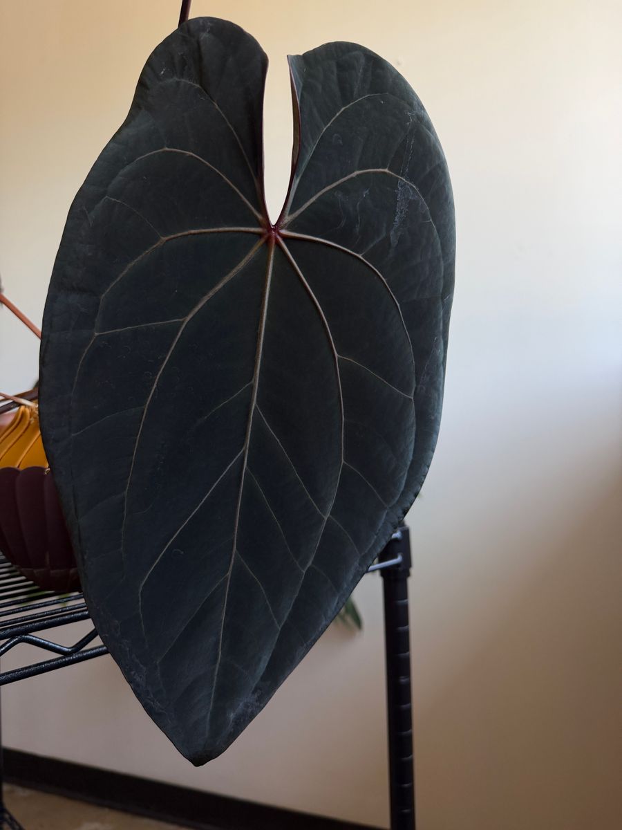 Plant evolution photo