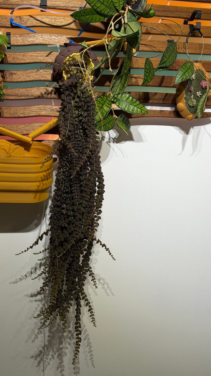 Plant evolution photo