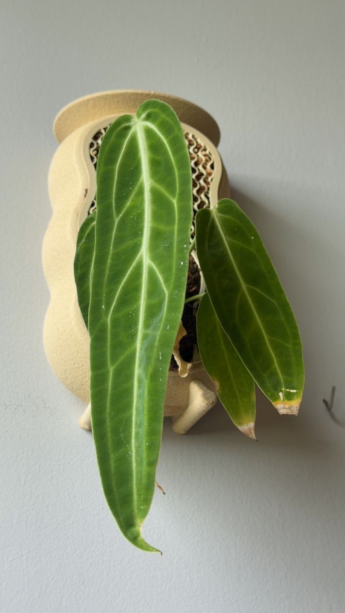 Plant evolution photo