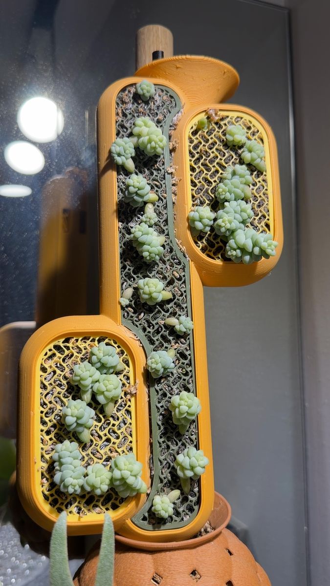 Plant evolution photo