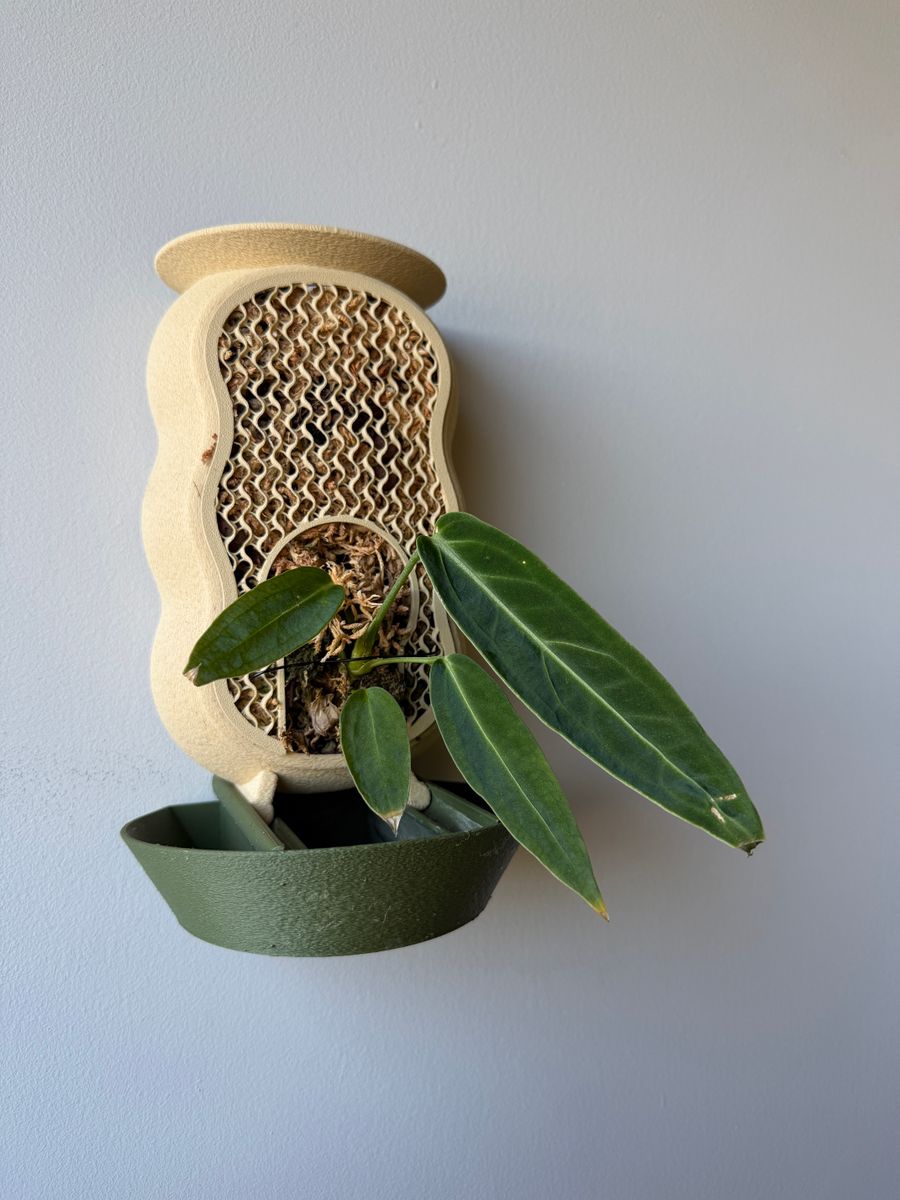 Plant evolution photo