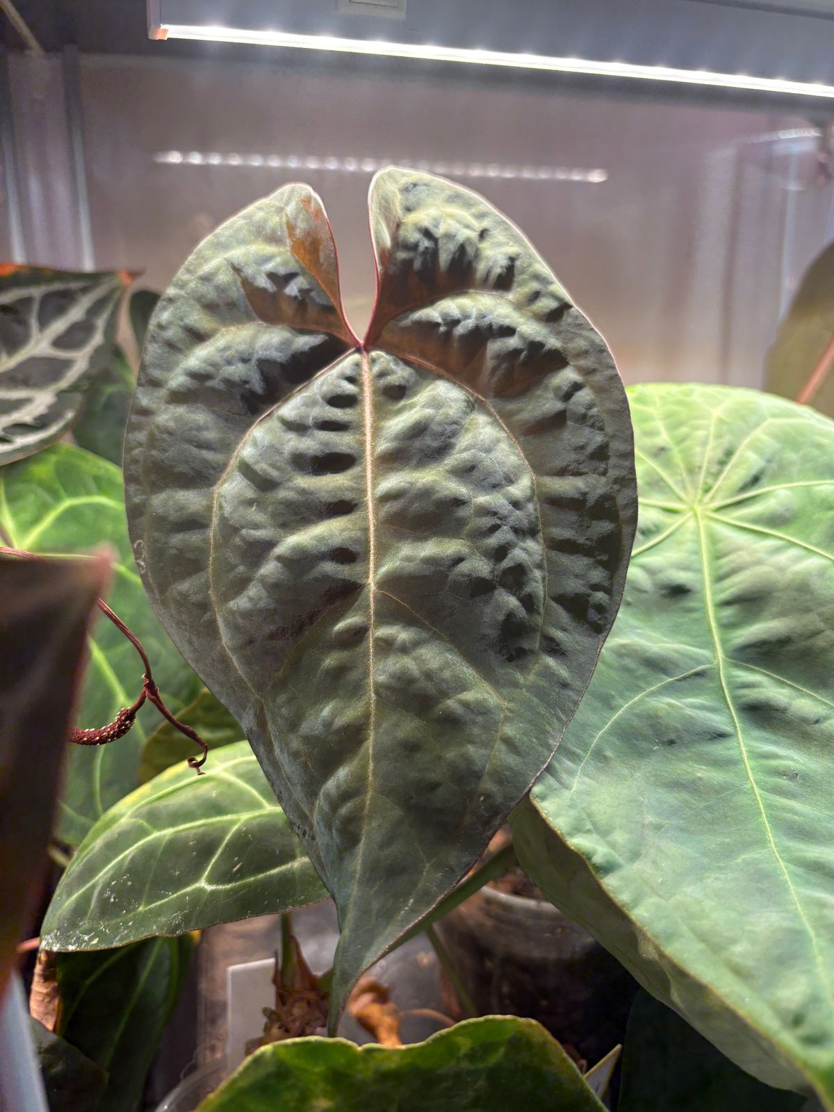 Plant evolution photo