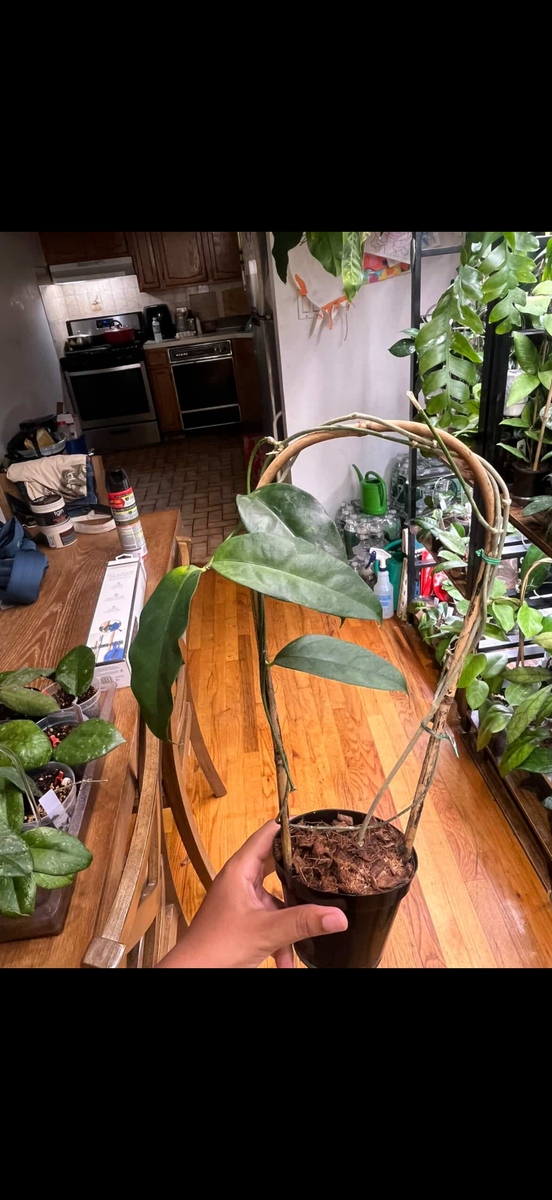 Plant evolution photo