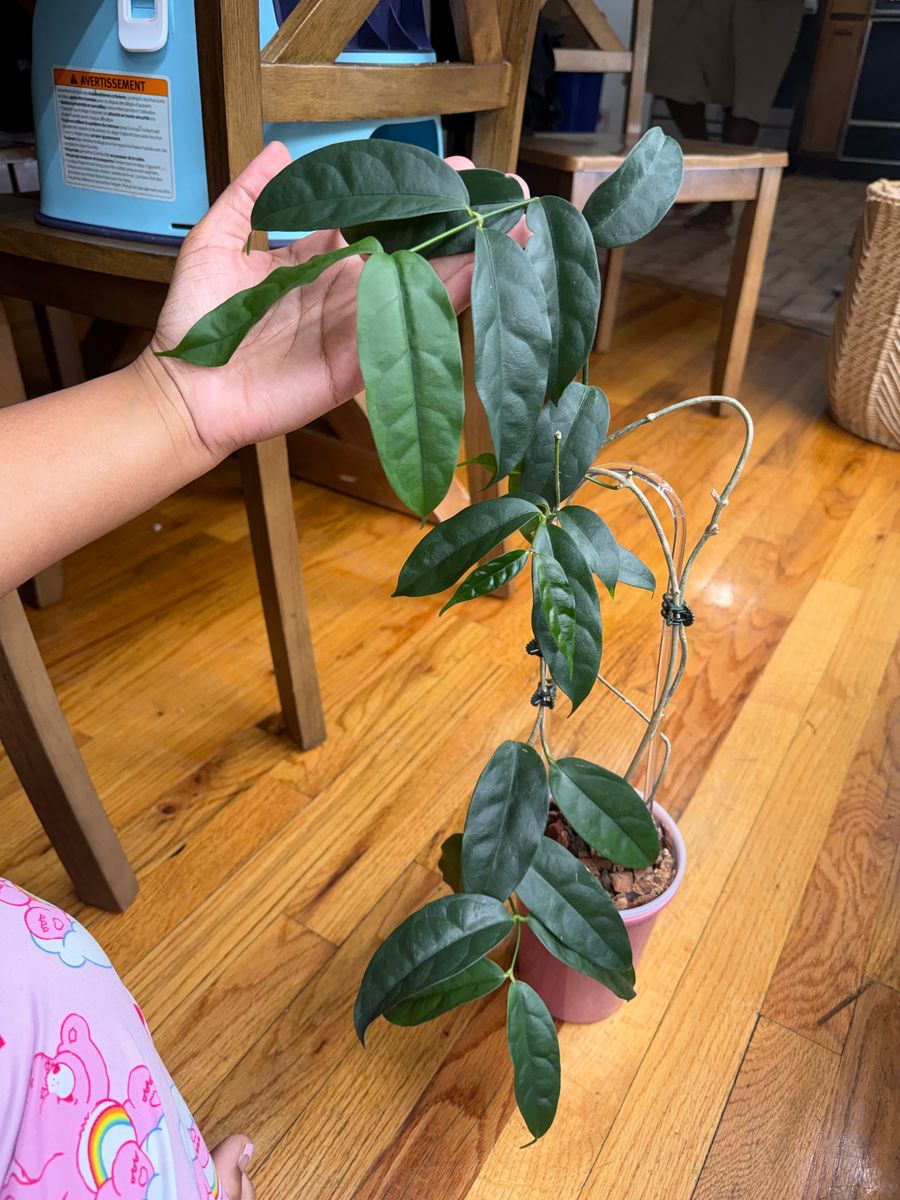 Plant evolution photo