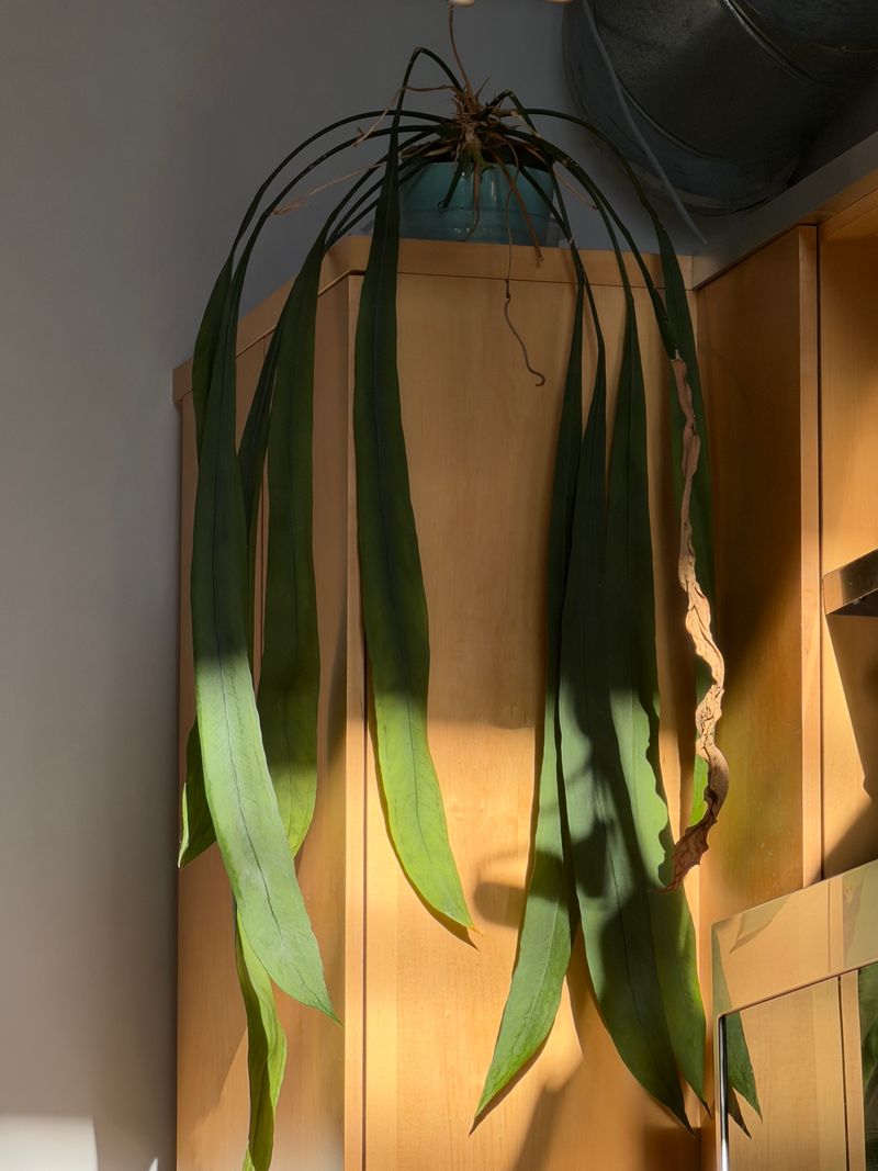 Anthurium vittafolium
