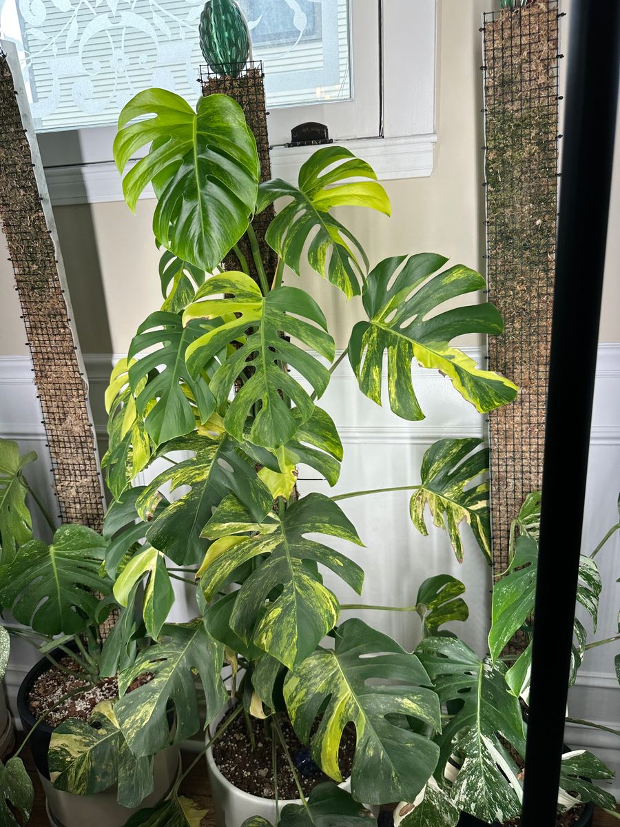 Plant evolution photo