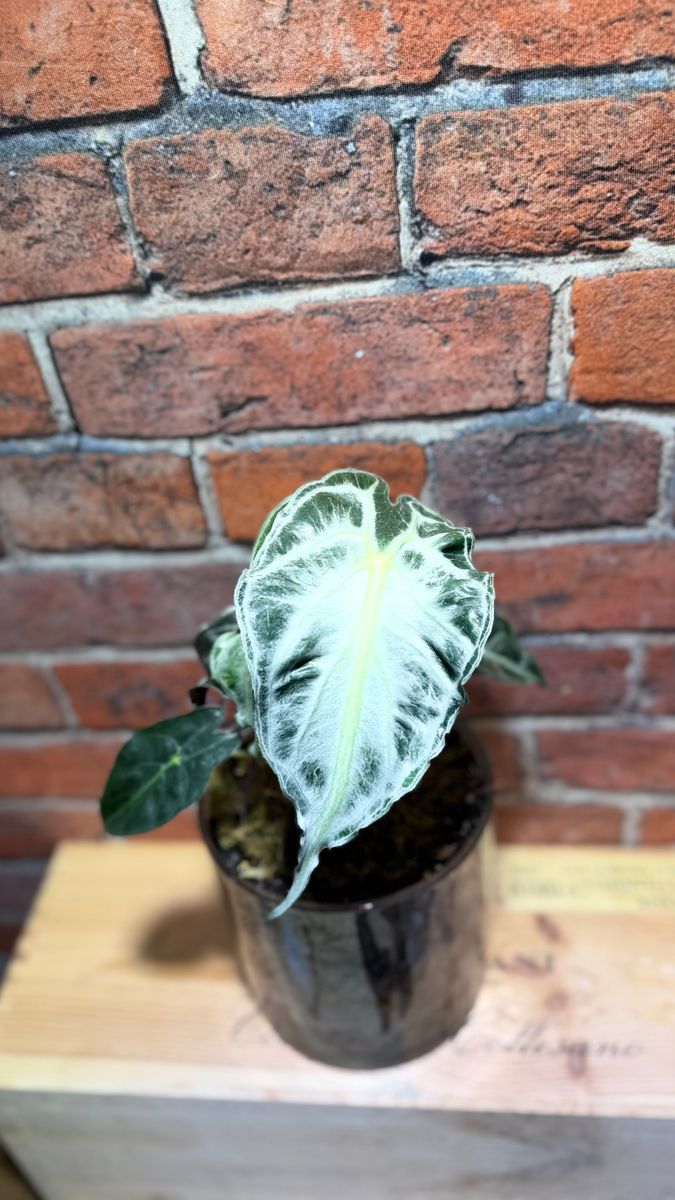 Plant evolution photo