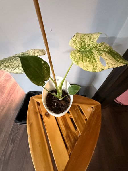 Monstera white monster