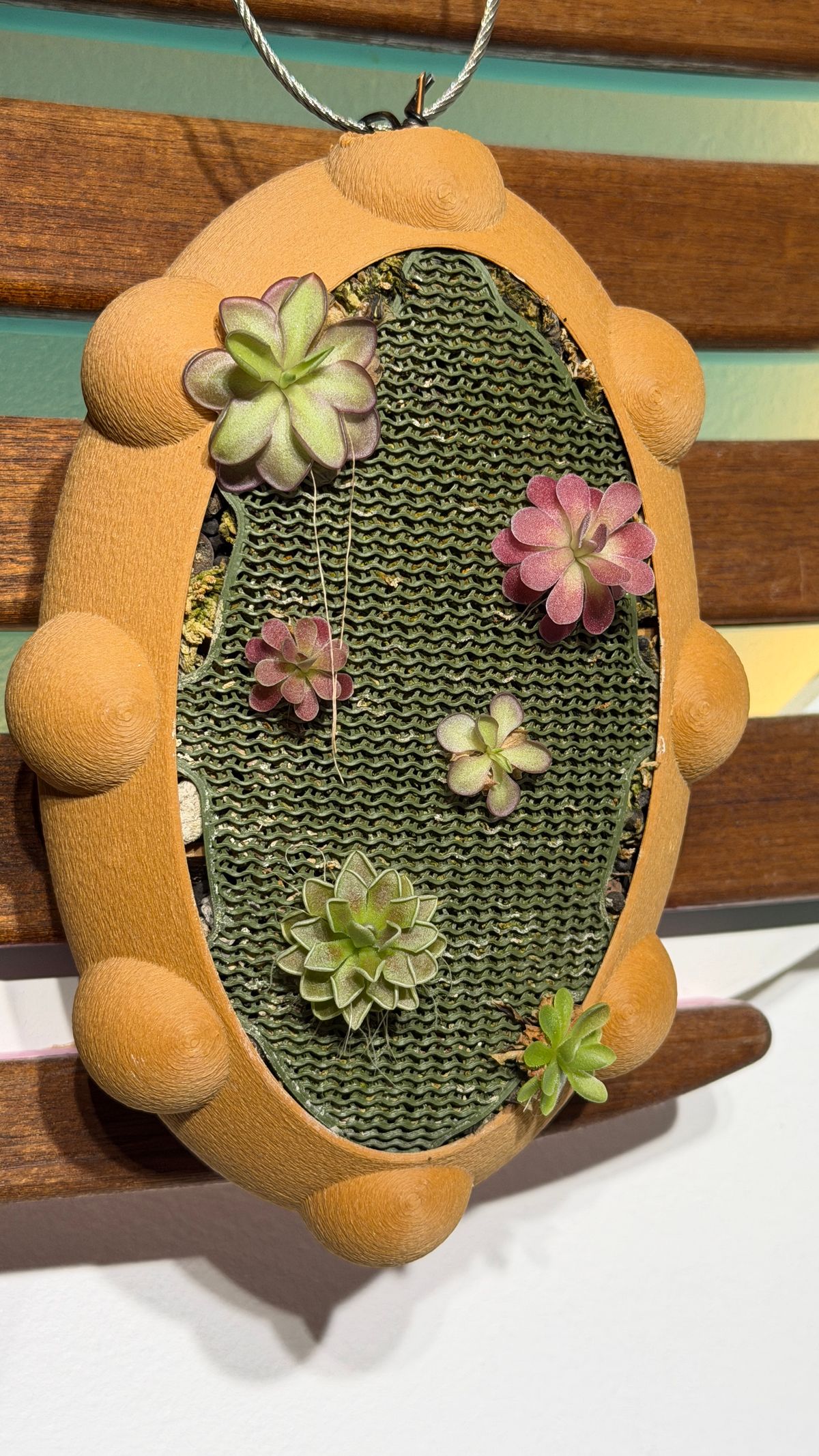 Plant evolution photo